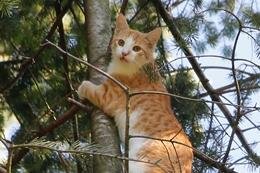 Rettungsaktion: Kater sitzt in Baum fest -
