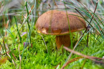 Rettungshunde finden vermissten Pilzsammler bei Großschirma - 