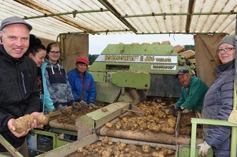 Reuther Landwirt holt erstmals Bamberger Hörnchen vom Feld - Auf der Kartoffelkombine bei der Arbeit sind Christian Kluge-Sammer mit Mitarbeiterin Susann Hofmann und den Erntehelfern Svenja Strunz, Brunhilde Sammer, Wilfried Meyer und Nadine Strunz (von links), die die Kartoffeln verlesen.