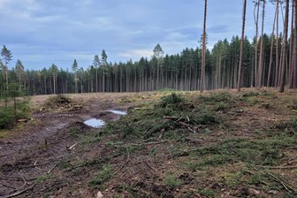 Revier Bergen bei Plauen: Exkursion zur Wiederbewaldung - Wiederbewaldung lautet das Thema einer Waldexkursion.