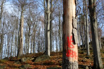 Revierförster stellt Handlungsbedarf auf dem Ottenstein in Schwarzenberg fest – wieder werden Bäume fallen - Ab dieser Woche sind erneut Baumfällungen auf dem Ottenstein in Schwarzenberg geplant.