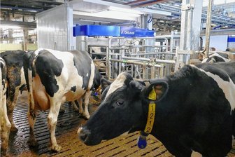 Revolution im Kuhstall: Roboter löst bei Bauernland den Melker ab - Warteschlange vor der Box mit dem Melkroboter.
