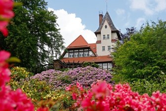 Rhododendren am Berggasthaus stehen in voller Blüte - 