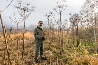 Riesen-Bärenklau wächst bei Rübenau - Nomen est Omen: Der Riesen-Bärenklau wird größer als ein Mensch. Kay Meister kennt den Standort nahe Rübenau.