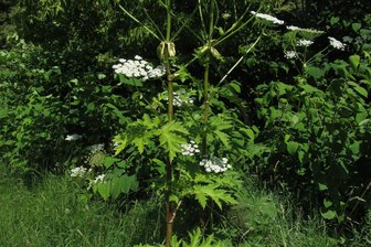 Riesenbärenklau: Invasive Pflanze kann besonders Kindern gefährlich werden - Auffällig sind die stark eingeschnittenen und spitz auslaufenden Blätter.