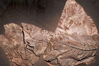 Riesenfarn aus dem Versteinerten Wald in Chemnitz -