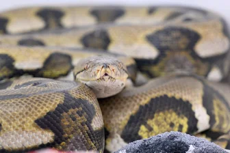 Riesenschlange tötet Frau auf Plantage in Indonesien - Netzpythons gehören zu den größten Schlangenarten der Welt. (Symbolbild) 
