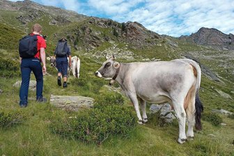 Rinder auf dem Wanderweg: So kommen Sie sicher vorbei - Beim Wandern in den Bergen steht schon mal ein Rind auf dem Weg - mit Ruhe und etwas Abstand bleibt die Begegnung aber in guter Erinnerung.