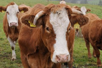 Rinder auf Straße bei Schönfels unterwegs - 