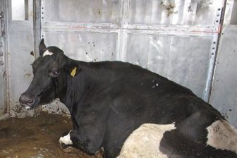 Rinder-Qual auf der Autobahn: Kritik an Tiertransporten wächst -