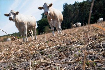 Rinderseuche im Erzgebirge ausgebrochen: Landkreis lässt Impfstoff herstellen - 