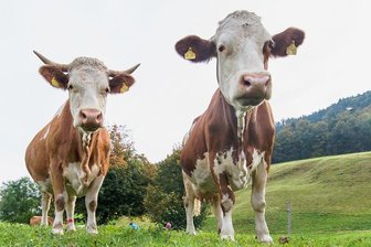 Rinderseuche im Vogtland ausgebrochen: "Das Geschehen ist dramatisch" - Das Foto dient der Illustration. Die Tiere auf dem Bild sind gesund.