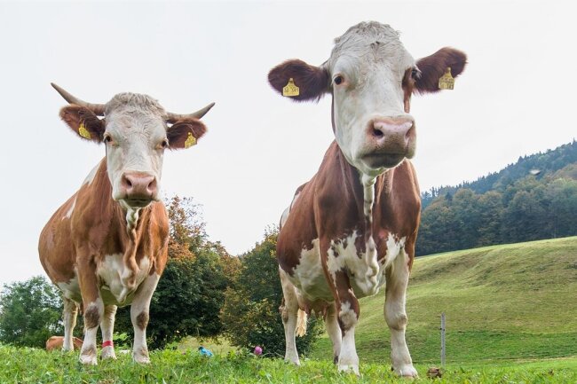 Rinderseuche im Vogtland ausgebrochen: "Das Geschehen ist dramatisch" - Das Foto dient der Illustration. Die Tiere auf dem Bild sind gesund. 