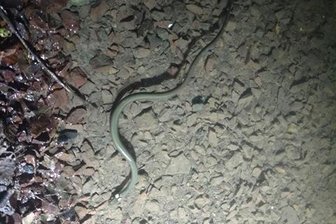 Ringelnatter in Tiefgarage sorgt für Aufregung - Diese Ringelnatter hat sich am Montagabend in eine Tiefgarage verirrt.