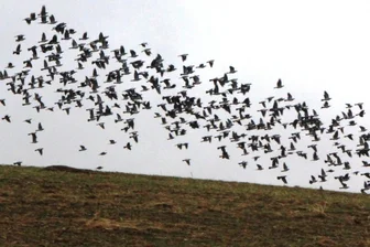 Ringeltauben läuten den Vogelzug ein - 