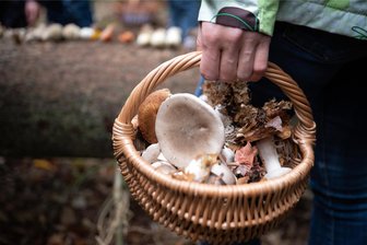 Risiko für Pilzvergiftung unterschätzt: Pilzkenner aus dem Erzgebirge in Notaufnahme - Sind es Hallimasch, Graue Täublinge und eventuell Pfifferlinge, die in diesem Korb liegen? Wer nicht sicher ist, sollte zum Pilzberater gehen.