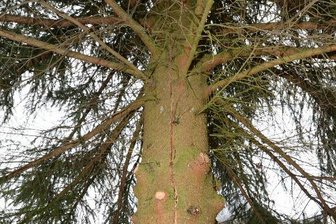 Riss im Stamm: Aue muss seinen Weihnachtsbaum austauschen -