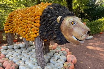 Ritter, Löwen und Vanilleeis: Wie das Kürbisfestival in Lichtenwalde gestartet ist - Der König der Tiere in der Kürbisvariante beim ersten Kürbisfestival im Schlosspark Lichtenwalde.