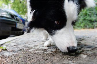 Rochlitz erwartet spannendes Hunde-Event am Wochenende - Am Wochenende treffen sich etliche Hund-Mensch-Gespanne zur Bundesfährtenmeisterschaft in Rochlitz.