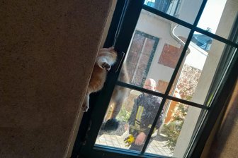 Rochlitz: Feuerwehr rettet verletzte Katze - Diese Katze klemmte in einem Fensterspalt und musste von der Rochlitzer Feuerwehr befreit werden.
