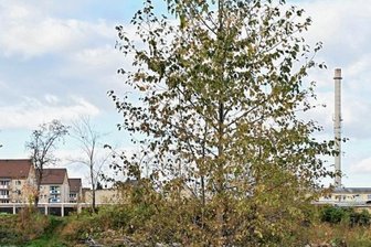 Rochlitzer Stadtwald: Im Herbst wird gepflanzt - Auf diesem Areal unweit der Mulde in Rochlitz entsteht bald ein kleiner Wald.