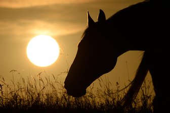 Rodewisch: Pferd auf Koppel vergiftet - Ein Pferd ist in Rodewisch offenbar vergiftet worden.