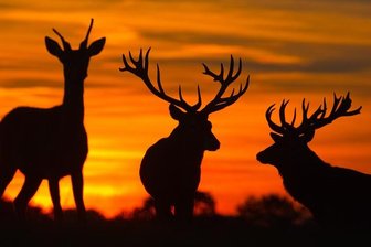 Rodewisch: Unbekannte öffnen Rotwildgehege - 63 Tiere verschwunden - 
