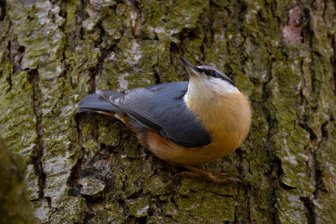 Rödlitz stellt die Rödlitzer Vögel bei der Vogelstimmenwanderung vor - Der Kleiber ist bekannt dafür, geschickt an Bäumen auf und ab zu laufen.