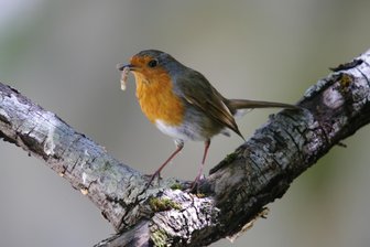 Rödlitz: Welche Vögel gibt es in Gärten und am Waldesrand? - Tobias Rietzsch hofft auf Vogelarten von Rotkehlchen (Foto) bis Schwarzspecht.