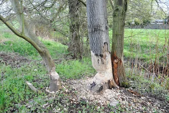 Rolle rückwärts in Altmittweida: Biber hebelt Ratsbeschluss aus - Die typischen Bissspuren des Bibers an Gehölzen am Ufer des Altmittweidaer Dorfbaches verraten die Anwesenheit des größten einheimischen Nagetieres.