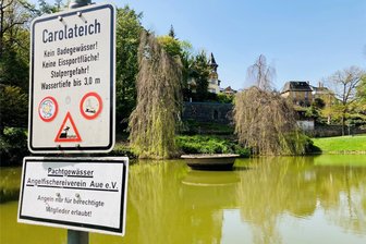 Rolle rückwärts in Aue: Walthergraben wird nun doch teilsaniert - Der Carolateich in Aue verfügt über einen Springbrunnen und einen Fischbestand, den der Anglerverein hegt und pflegt. Das Kleinod soll erhalten werden – doch der Zufluss ist ein Sorgenkind.