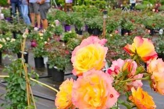 Rosen so weit das Auge reicht - Fachsimpeln unter Rosenfreunden und mit Baumschulpersonal wie hier 2020 gehört beim Fest dazu.
