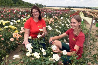 Rosenschau in der Baumschule Freiberg: Zehntausende bunte Blüten und die Silberstadt-Rose - Aus 43.000 veredelten Rosen können Besucher der Baumschule Freiberg auswählen.