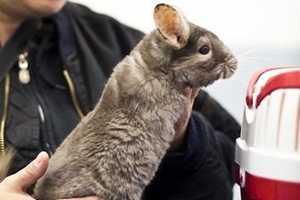 Roßwein: Polizeistreife findet Chinchilla -