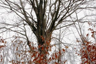 Rotbuche zum zweiten Mal zum Baum des Jahres gewählt - Diese stattliche Buche hat schon selbst für Nachwuchs gesorgt. Naturverjüngung nennt das der Fachmann.