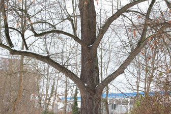 Rotbuchen müssen im Werdauer Stadtpark gefällt werden - Im Werdauer Stadtpark müssen zwei Rotbuchen gefällt werden.