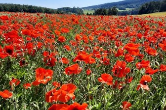 Rote Augenweide: Spaziergänger erfreut - Landwirte verärgert - 