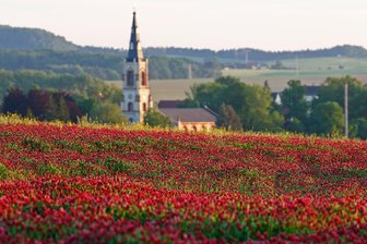 Rote Felder an der B 180: Warum Landwirte bei Gersdorf für einen Farbklecks sorgen - In Sichtweite des Gersdorfer Kirchturmes blüht derzeit Inkarnat-Klee.
