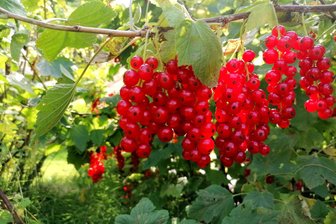 Rote Johannisbeeren: Die kreativen Lösungen unserer Leser zur überreichen Ernte - Tolles Erntejahr 2025: Rote Johannisbeeren am Strauch.
