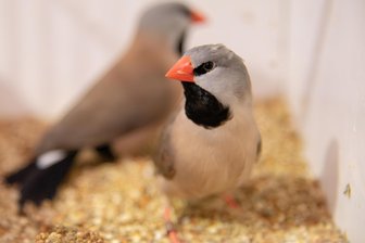 Roter Schnabel als Markenzeichen: Besondere Vögel ziehen im Klingenthaler Tierpark ein - Im Tierpark Klingenthal sind vier Exemplare der australischen Spitzschwanzamadine ein Hingucker. Sie sind im Warmhaus der Einrichtung zu sehen.