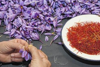 Rotes Gold: In Altenburg wird das teuerste Gewürz der Welt geerntet -
