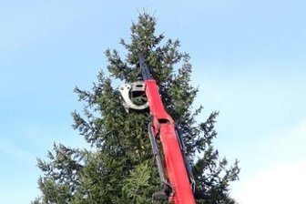 Rothenfurth/Großschirma: Erster Weihnachtsbaum steht schon - Die Fichte wurde am Samstag auf dem "Untermarkt" in Rothenfurth aufgestellt.
