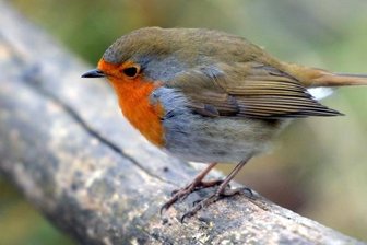 Rotkehlchen im Vogtland: Darum ändern die Zugvögel ihr Verhalten - Woher sein Name kommt, ist beim Rotkehlchen keine Frage. Mittlerweile überwintert der Vogel im Vogtland.