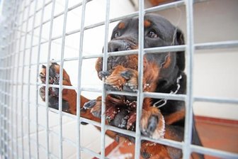 Rottweiler beißt spielendem Jungen ins Genick - 