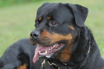 Rottweiler beißt Elfjährige am Neumarkt in Zwickau - Ein Hund der Rasse Rottweiler hat in Zwickau ein Mädchen gebissen.