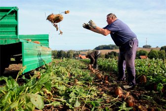 Rübenernte wie früher - Siegfried Walther und seine Frau Gabriele aus Waldkirchen ernten Rüben für ihre Kaninchen und die Schafe.