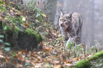 Rückkehr der Raubtiere: Sachsen will ab 2024 Schweizer Luchse im Erzgebirge auswildern - Ein Luchs bei Nebel: Bald sollen mehrere der Tiere im Erzgebirgskreis ausgewildert werden.