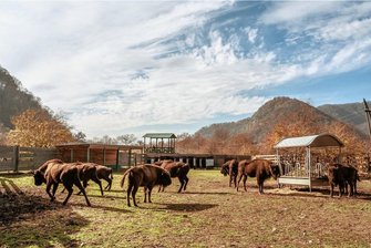 Rückkehr in die Wildnis: Wisentkühe aus dem Chemnitzer Tierpark leben jetzt im Kaukasus - Wisente auch aus Chemnitz leben nun in der Auswilderungsstation im Shahdag-Nationalpark im Großen Kaukasus. 