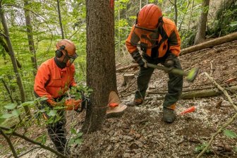 Rund 500 Bäume werden gefällt - 