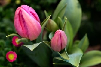 Rund um die Tulpe auf Adorfer Markt -